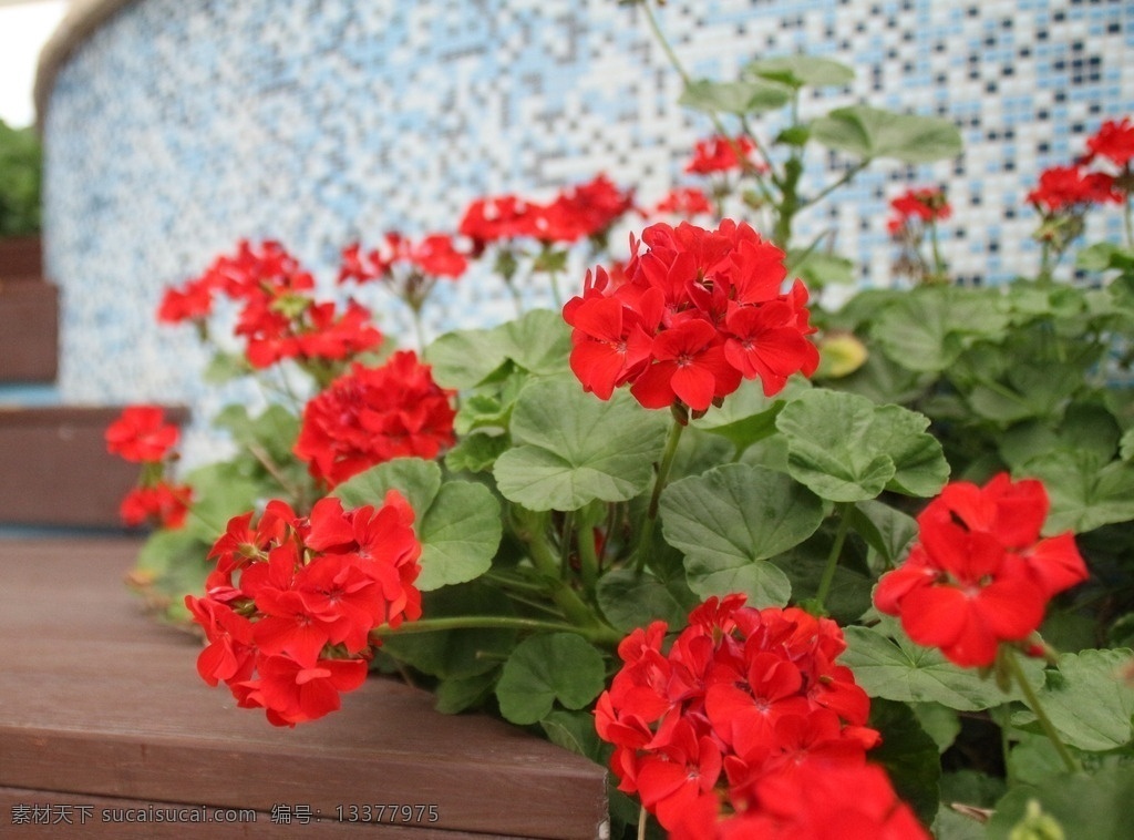 天竺葵 红色花 花卉 花朵 绿叶 植物 生物世界 花草