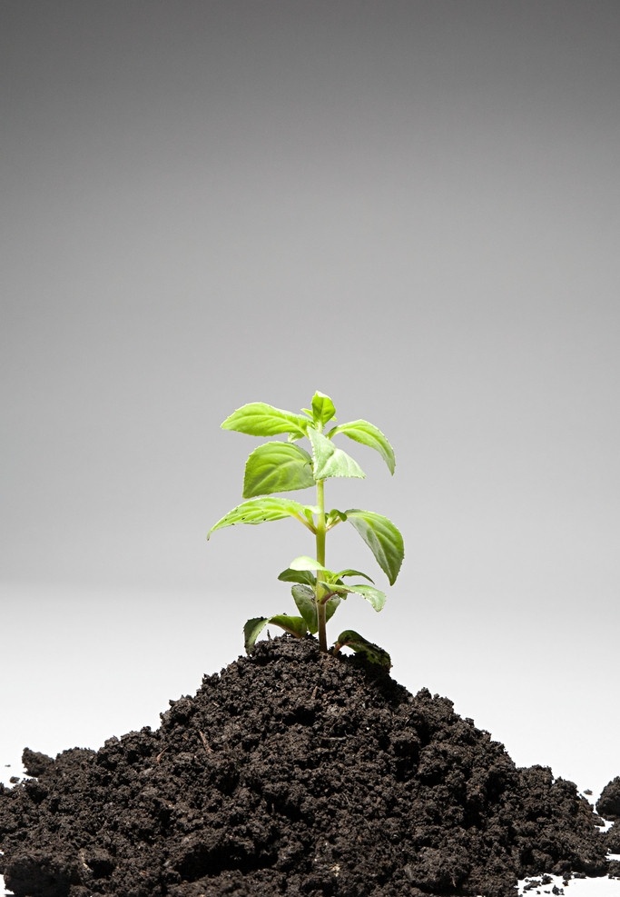 土壤 绿植 植物 嫩芽 发芽 种植 养护 绿叶 花草素材 花草 生物世界