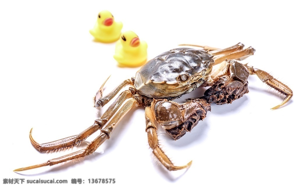 螃蟹 大闸蟹 青蟹 梭子蟹 八宝蟹 蟹 蟹黄 蟹膏 蟹肉 蟹粉 香辣蟹 清蒸蟹 水煮蟹 中餐 amp 特色 小吃