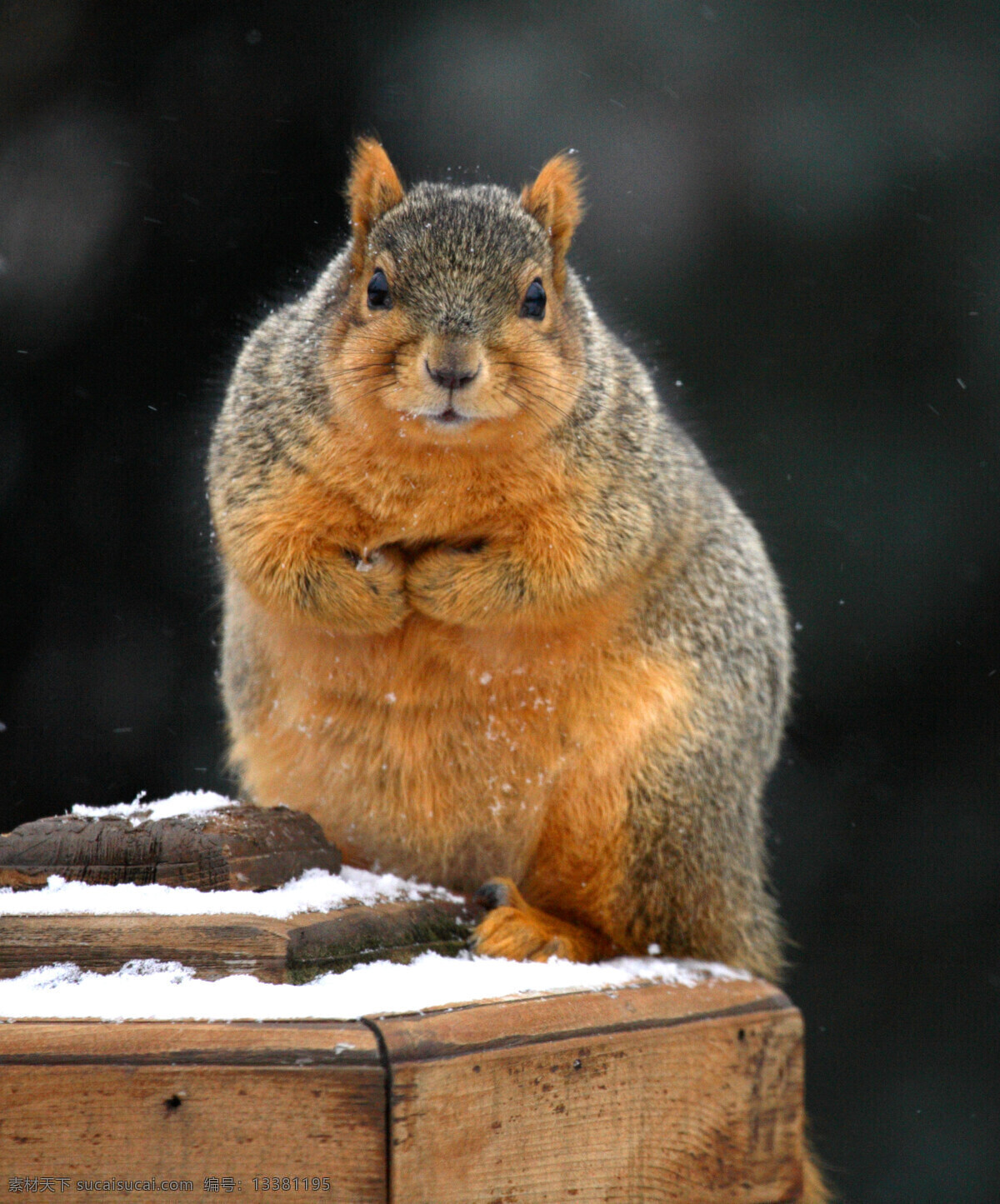 木桩 上 可爱 小 松鼠 鼠科 哺乳动物 动物世界 积雪 野生动物 摄影图片 高清图片 陆地动物 生物世界