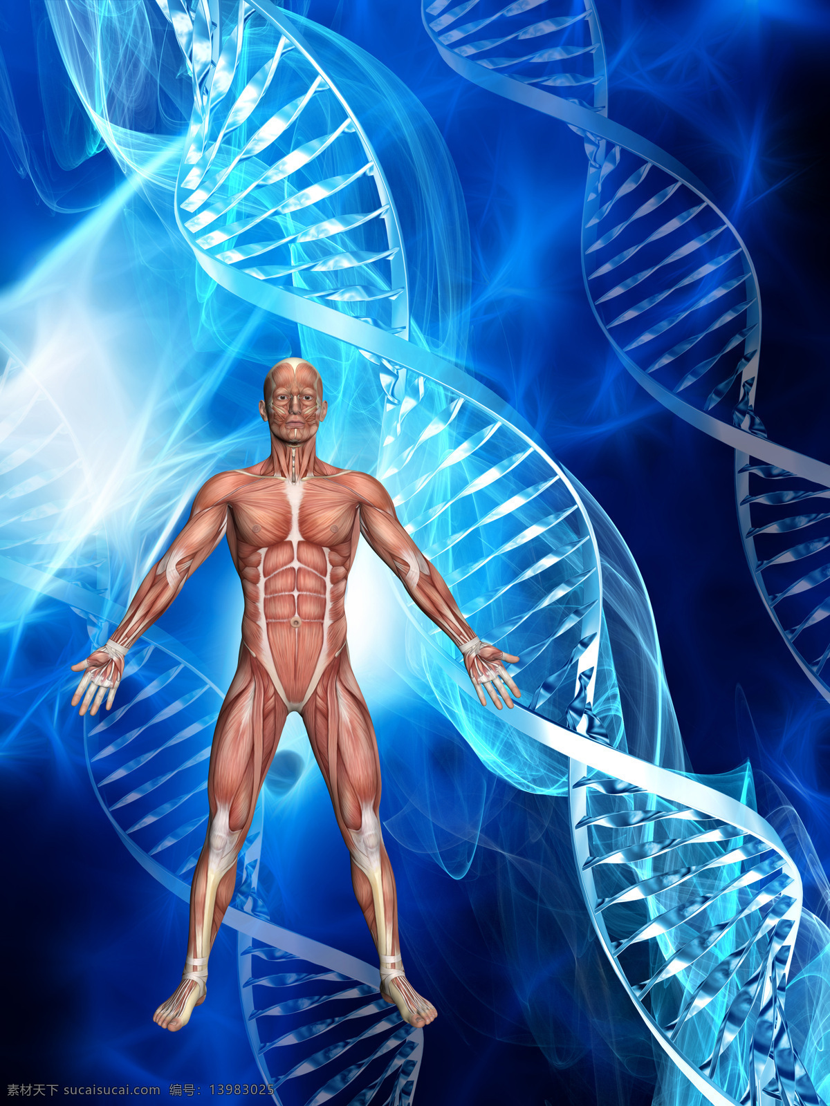 人体 模型 dna dna细胞 细胞 微观 基因 遗传 遗传密码 人体肌肉模型 摄影图片 现代科技 医疗护理