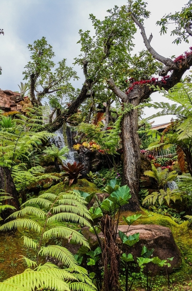 树林 森林公园 植物园 雨林 林木 大树 树木 生物世界 树木树叶