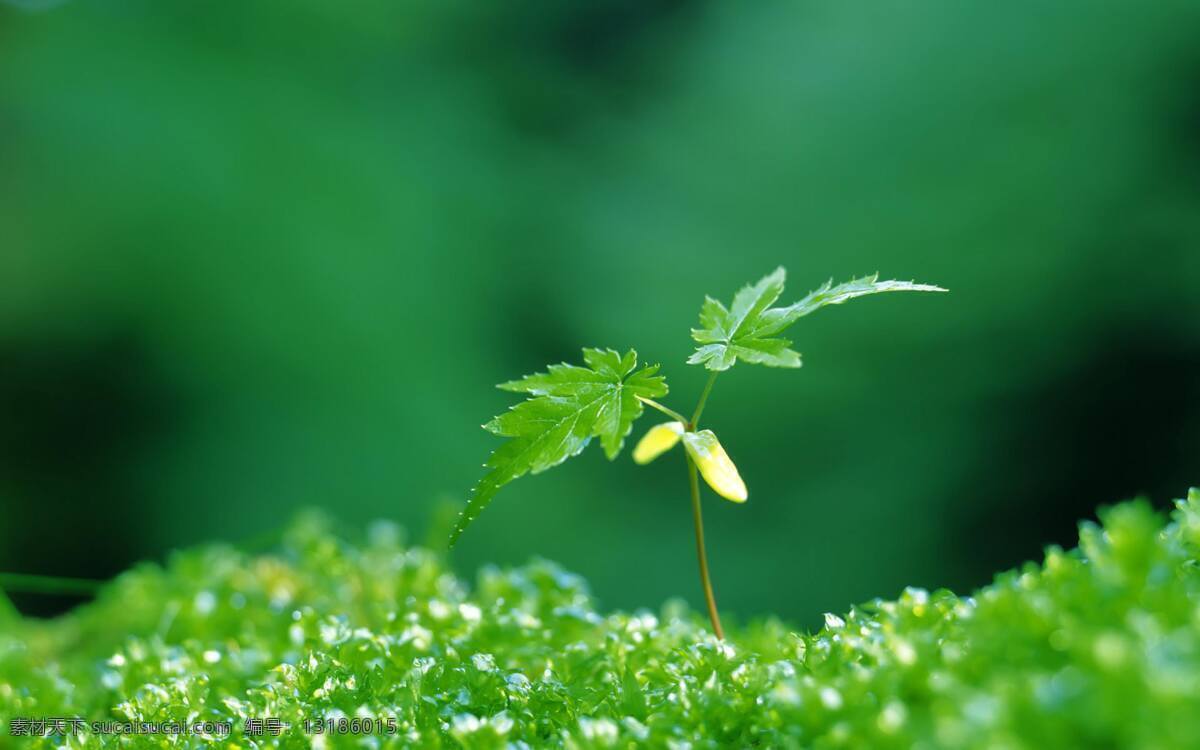 绿色生态 植物 幼苗 背景 图 绿色 生态