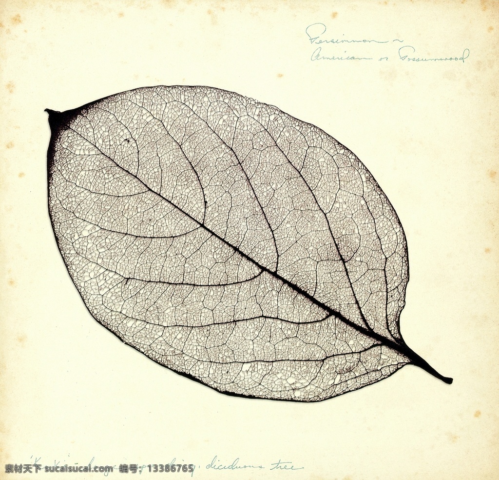 树叶a020 树叶 叶子 美式 复古 装饰画 美式植物