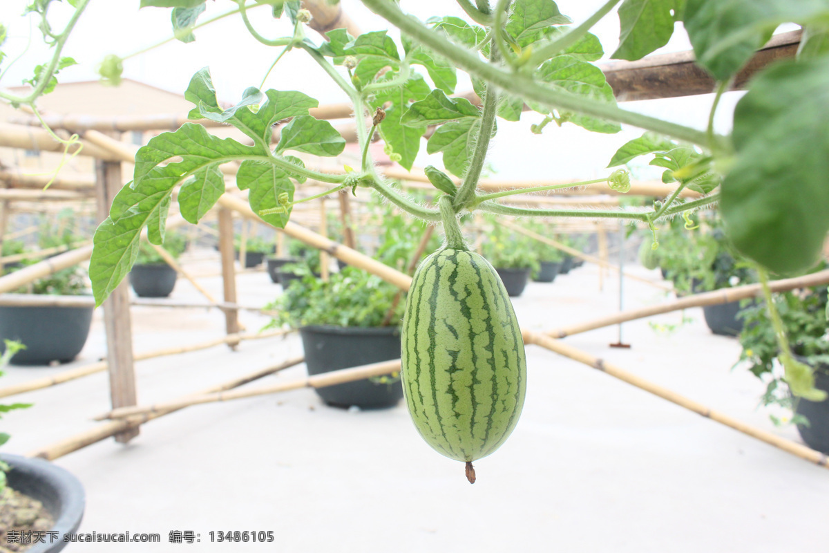 悬挂 西瓜 绿色 生物世界 水果 藤蔓 叶子 悬挂西瓜 竹午 瓜蒂 矢量图 日常生活