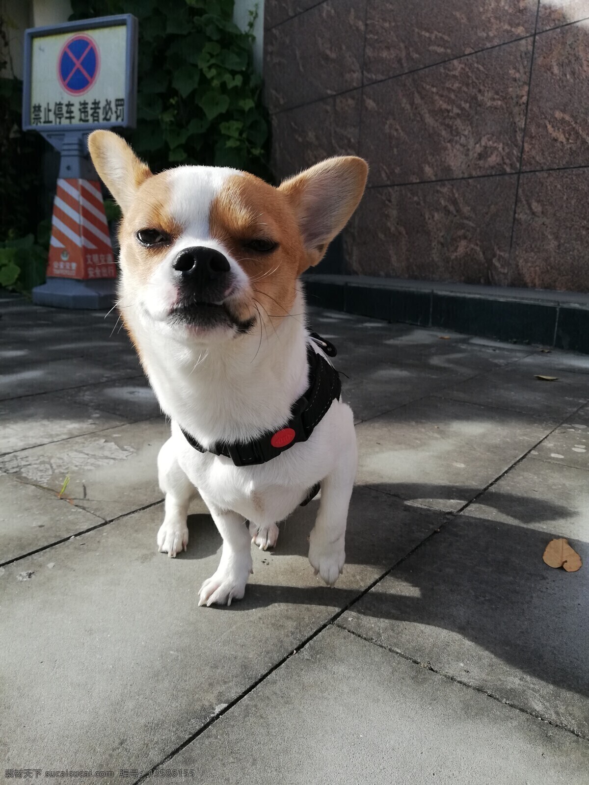 狗狗 中华田园犬 小狗 笑脸 大嘴 可爱 生物世界 家禽家畜