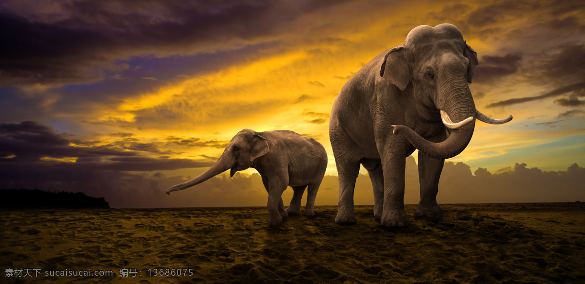 可爱大象 唯美 可爱 野生 大象 象 夕阳 落日 日落 黄昏 傍晚 生物世界 野生动物