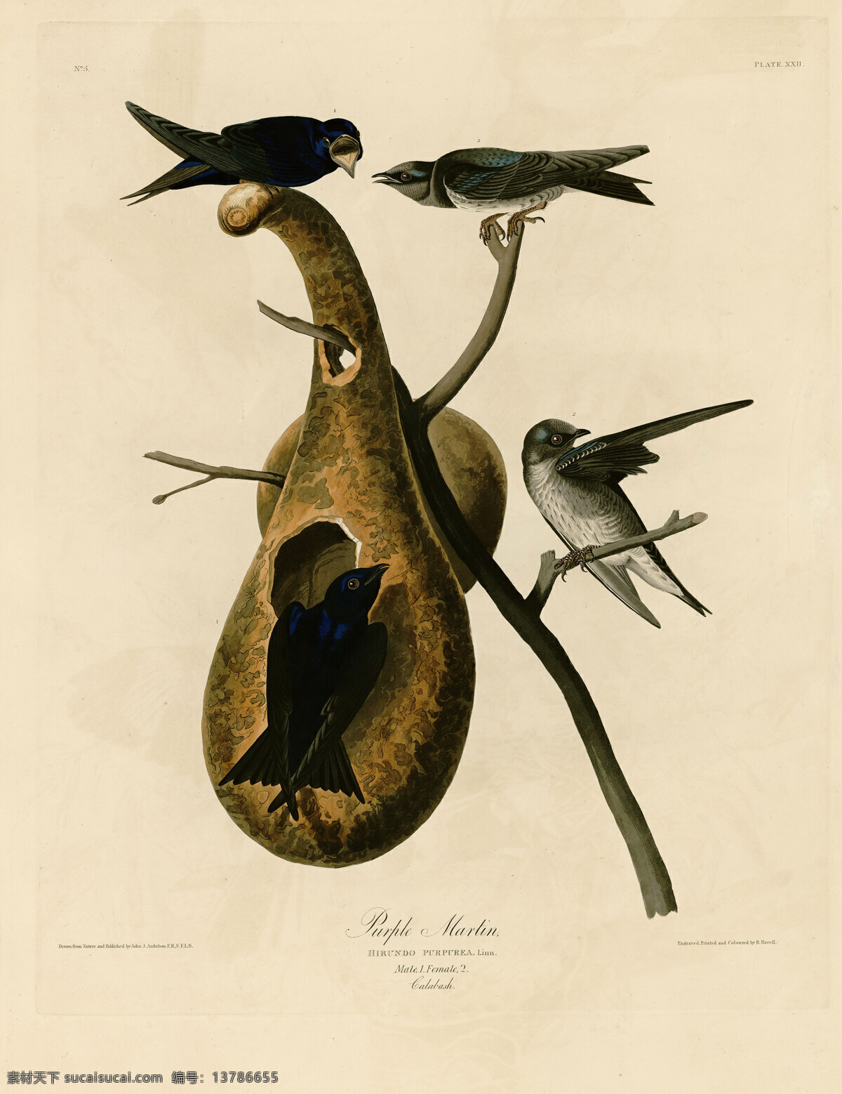 印刷 手绘 鸟类 手绘鸟类 美国鸟类 花鸟 鸟儿 鸟 禽类 西方图谱 植物 贝拉贝罗 鸟类素材 高清 艺术微喷 绘画书法 文化艺术