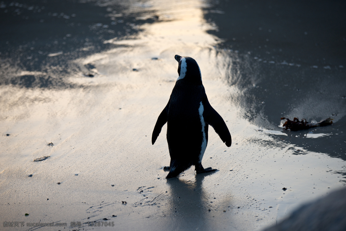 冰面 上 企鹅 动物世界 动物摄影 南极动物 陆地动物 水中生物 生物世界