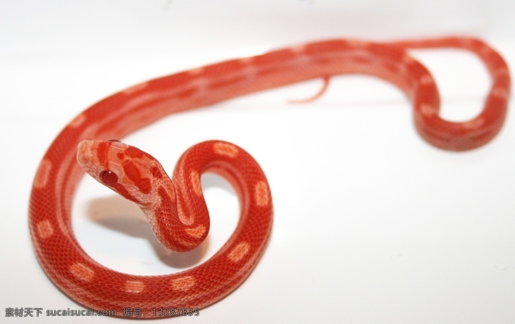 玉米蛇 宠物蛇 小龙 虵 蟒蛇 小蛇 snake serpent python 蛇类 dendroaspis polylepis 花蛇 爬行类 爬行动物