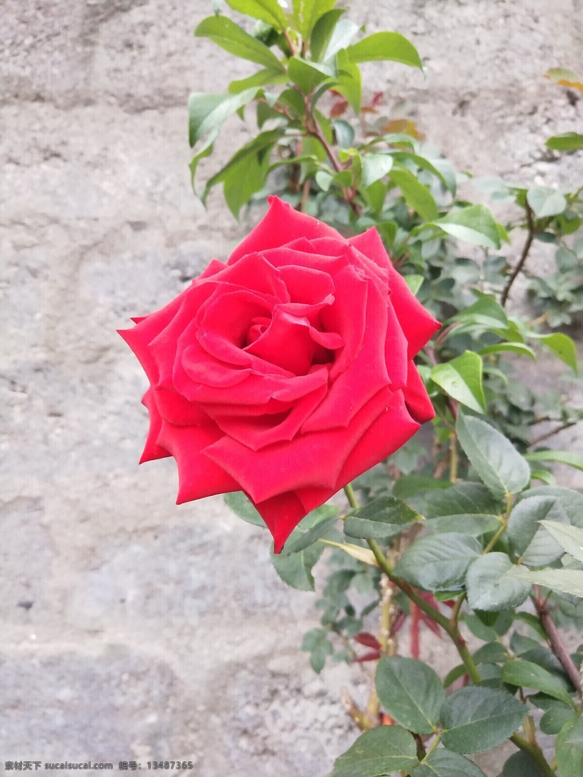 月季 玫瑰 月季花 玫瑰花 自然摄影 花朵 红色花 自然景观 自然风景