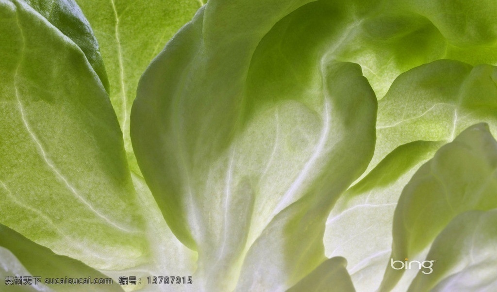 包菜 绿色 蔬菜 生物世界