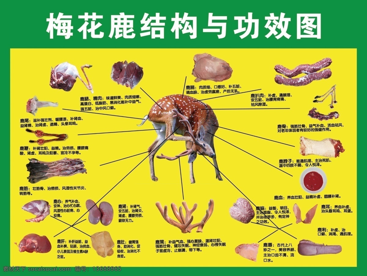 梅花鹿 结构 功效 鹿茸 鹿脑 鹿唇 鹿耳 鹿利 鹿鞭 鹿肾 鹿肉 露腿 鹿筋 鹿心 展板模板 广告设计模板 源文件