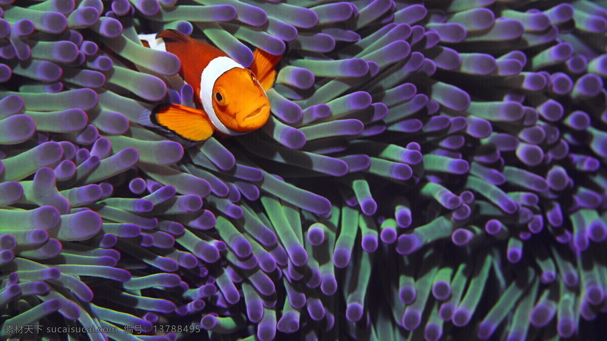 小丑鱼 海底 动物 生物 鱼类 热带鱼 海底总动员 可爱 橙色 海洋生物 生物世界