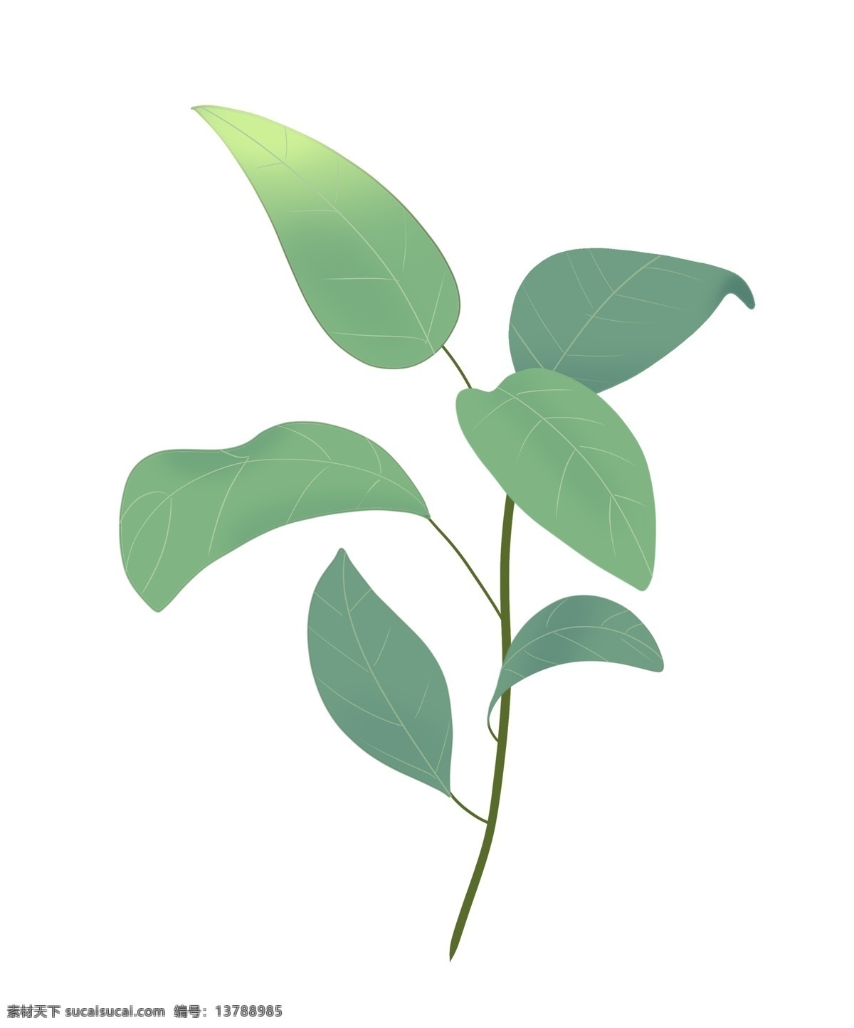 小 清新 绿色 叶子 植物 热带植物