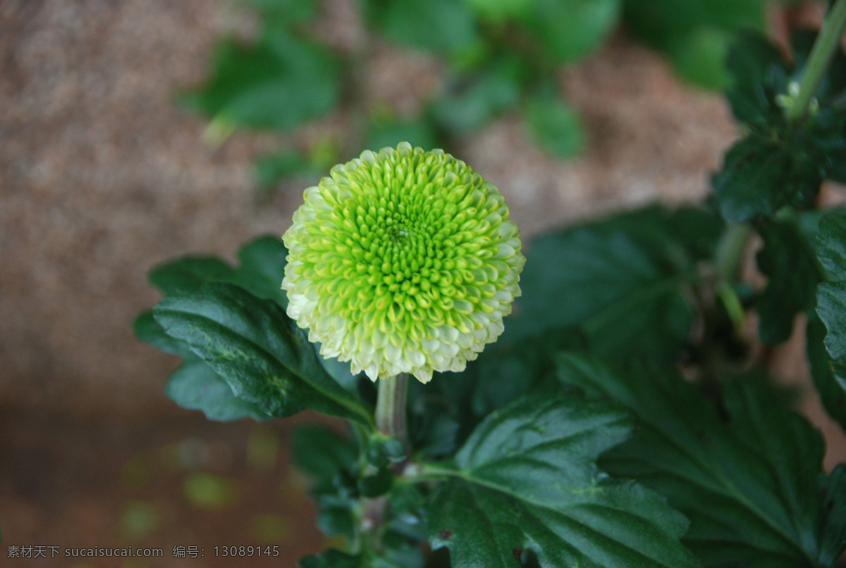 高精图片 花草 菊花 摄影素材 生物世界 昆明 大观楼 金秋 展 摄影图片 昆明大观楼 菊花展 秋菊 九月菊 金秋菊 高精菊花 花草世界 psd源文件