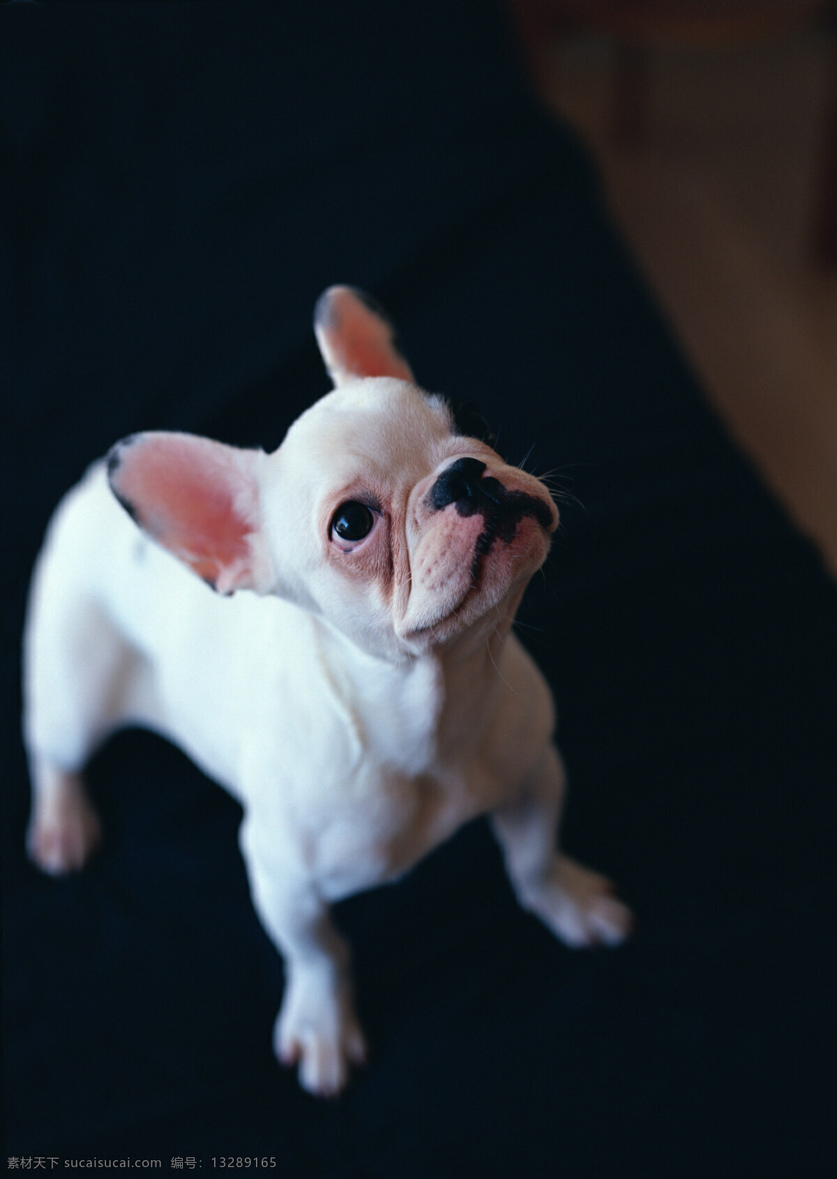 抬头 看 狗 宠物 宠物狗 可爱 小狗 名犬 名贵犬种 犬科动物 陆地动物 生物世界 狗狗图片