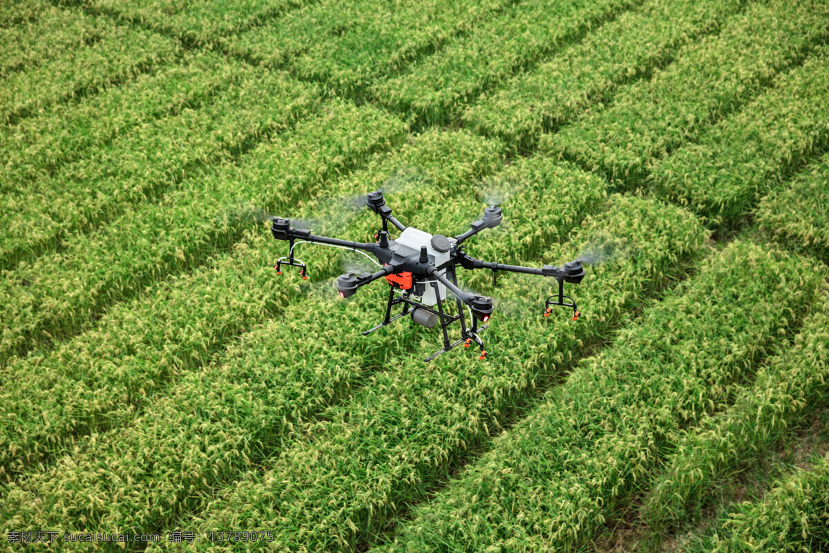 植保无人机 dji 大疆 t16 农田 农业 三农 植保 无人机 水稻 稻田 现代科技 农业生产