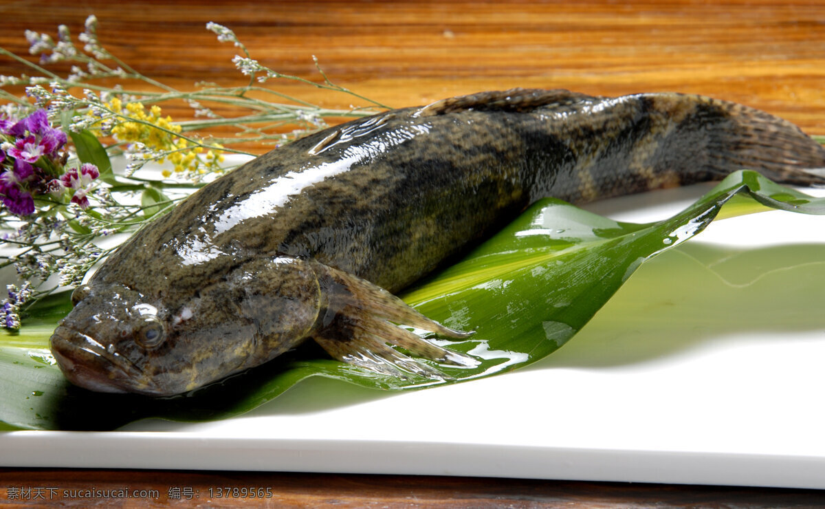 笋壳鱼 泰国笋壳鱼 淡水鱼 食物原料 餐饮美食