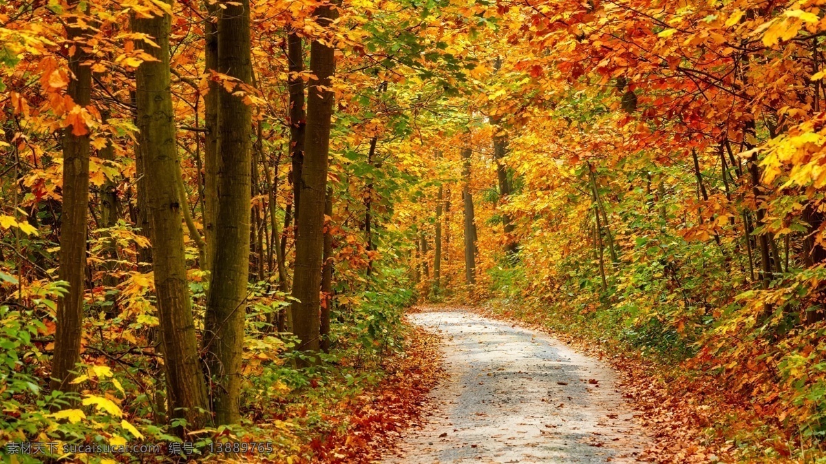 唯美 秋天 树林 风景图片 秋季 树木 黄叶 树叶