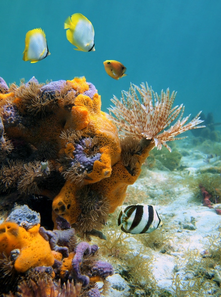 水族馆 海底世界 热带鱼 珊瑚 鱼群 珊瑚虫 珊瑚礁 海洋生物 海底生物 美丽海底 海洋馆 海洋 海底 鱼儿 生物世界