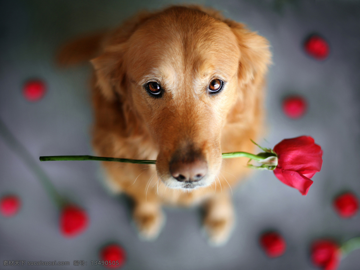 神犬 小 七 送花 背景 图 玫瑰花 小七 狗 背景图 灰色