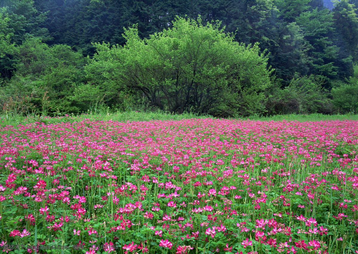 粉色花丛