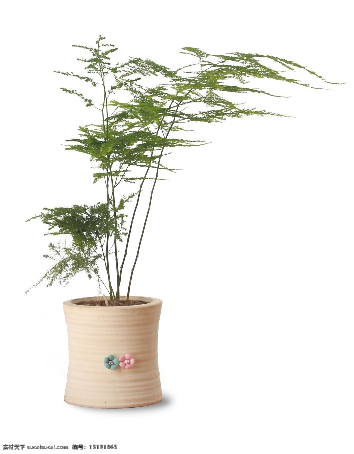 文竹 盆景 绿色 文欣 桌花 分层 风景