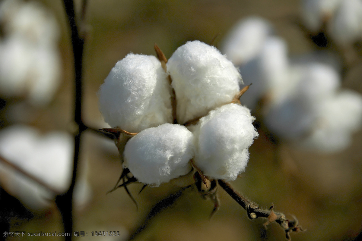枝子 上 棉花 白色 树枝 未掉落棉花 雪白 高清大图 花草树木 生物世界