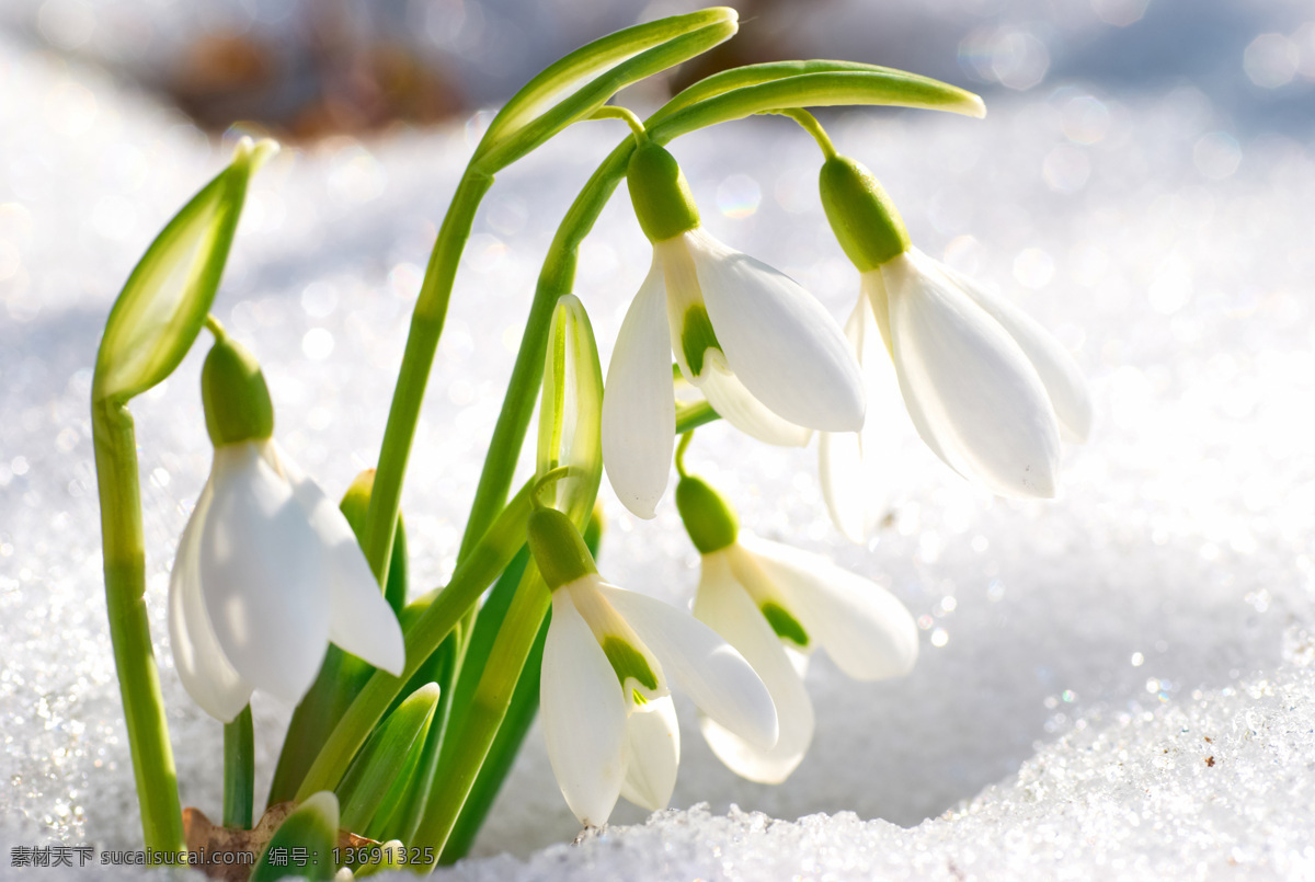 雪地 上 雪 滴 花 雪滴花 美丽花朵 鲜花背景 花卉 花草树木 生物世界