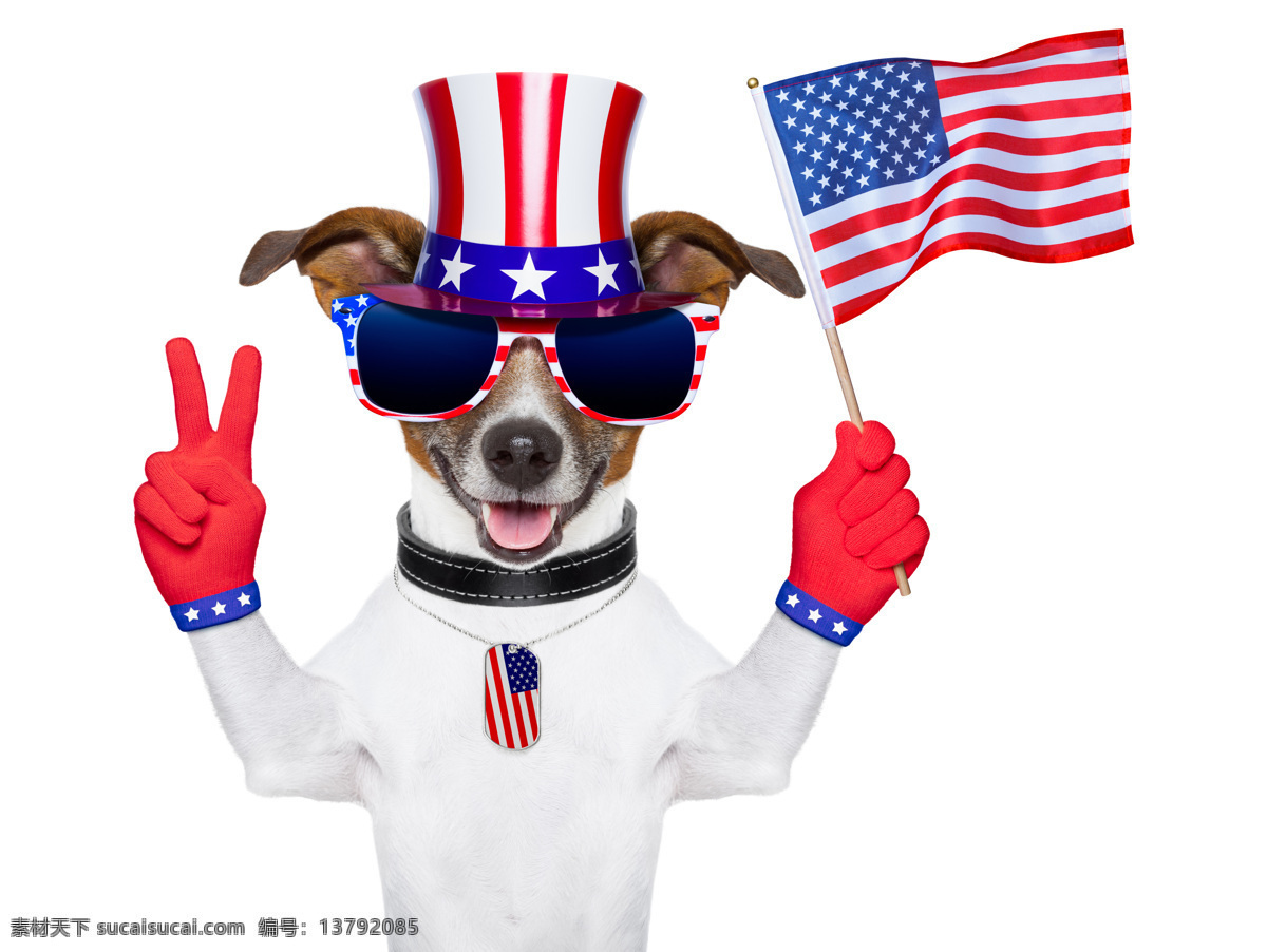 美国 国庆 独立日 小狗 美国独立日 美国国庆 美国国旗 星条旗 美国节日 庆祝节日 美国元素 美国文化 节日庆祝 文化艺术