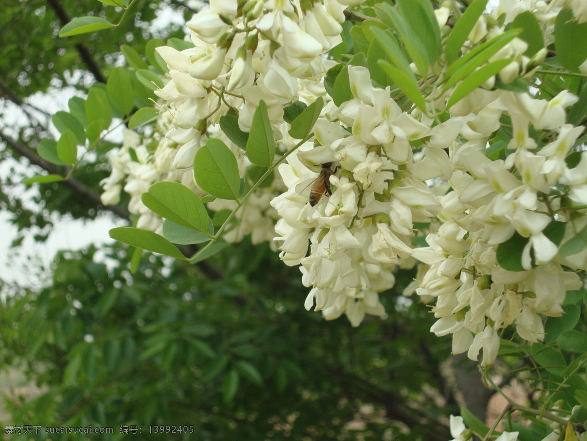 春日 蜂蜜 白色花朵 葵花 昆虫 绿叶 蜜蜂 生物世界 春日蜂蜜