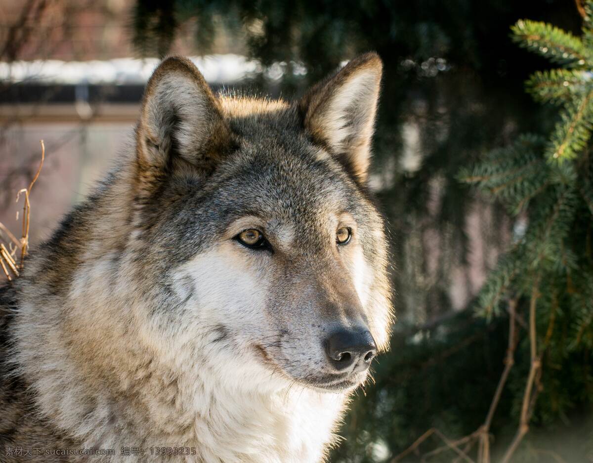 野狼 猛兽 野兽 野生动物 保护动物 生物世界