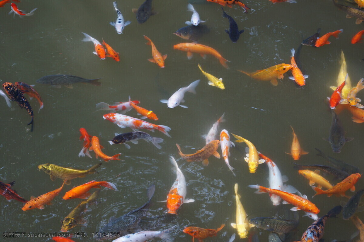 鱼儿 戏水 鲤鱼 生物世界 鱼 鱼类 鱼儿戏水 花色鱼 红鲤鱼 黄鲤鱼 花鲤鱼