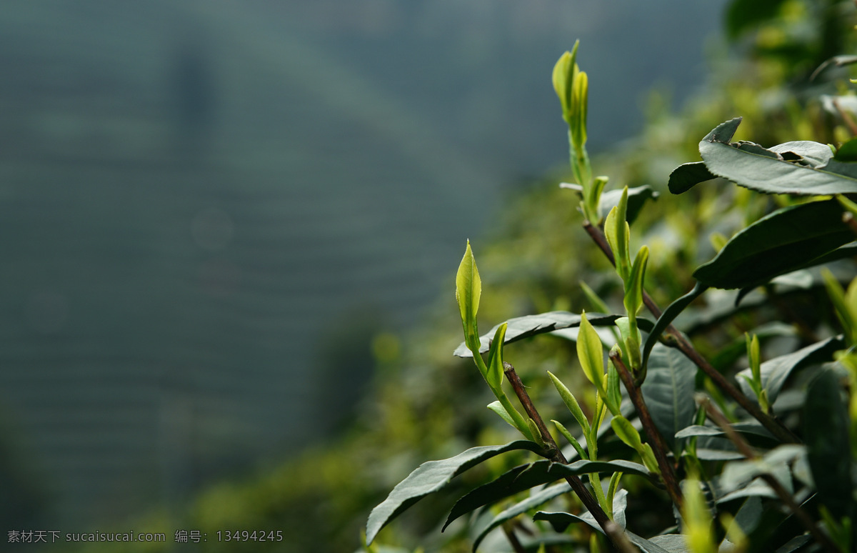 茶叶茶园 茶山 茶园 绿色 生态 环保 高清 茶叶 嫩芽 蒙顶山 花草 生物世界