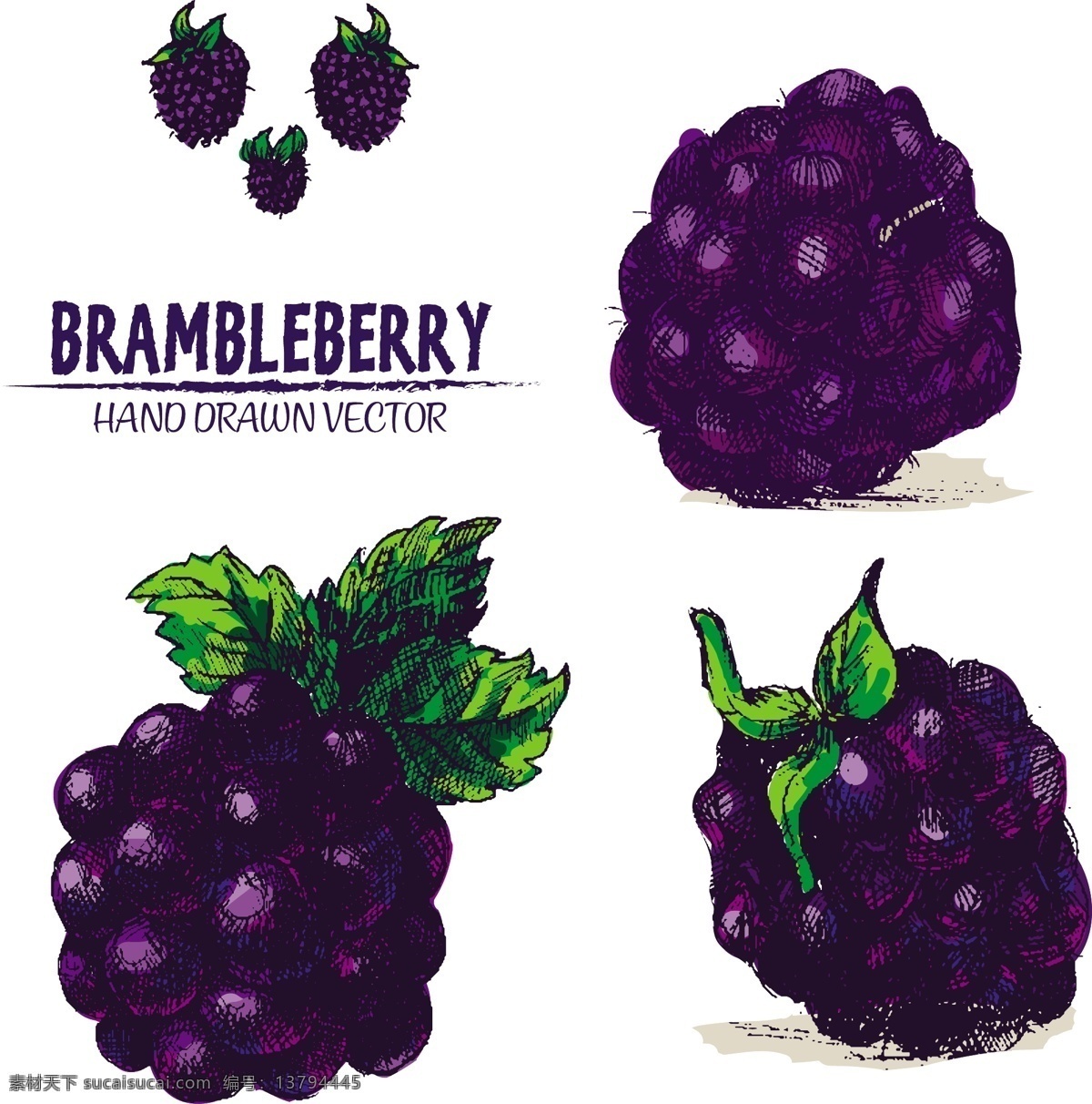 手绘 紫色 黑 莓 插图 紫色黑莓