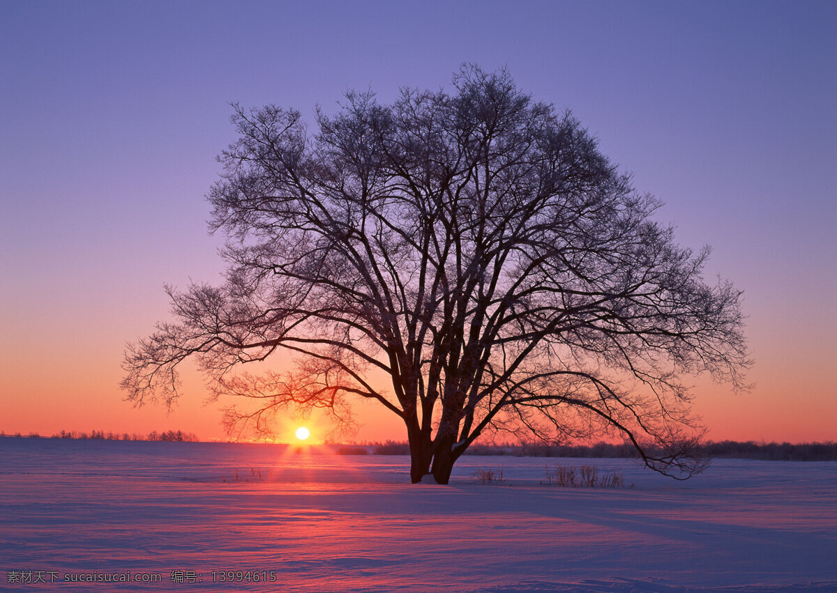 雪地 里 颗 树 自然 风景 书 天空 空旷 白云 一个树 安静 夕阳 落日 花草树木 生物世界
