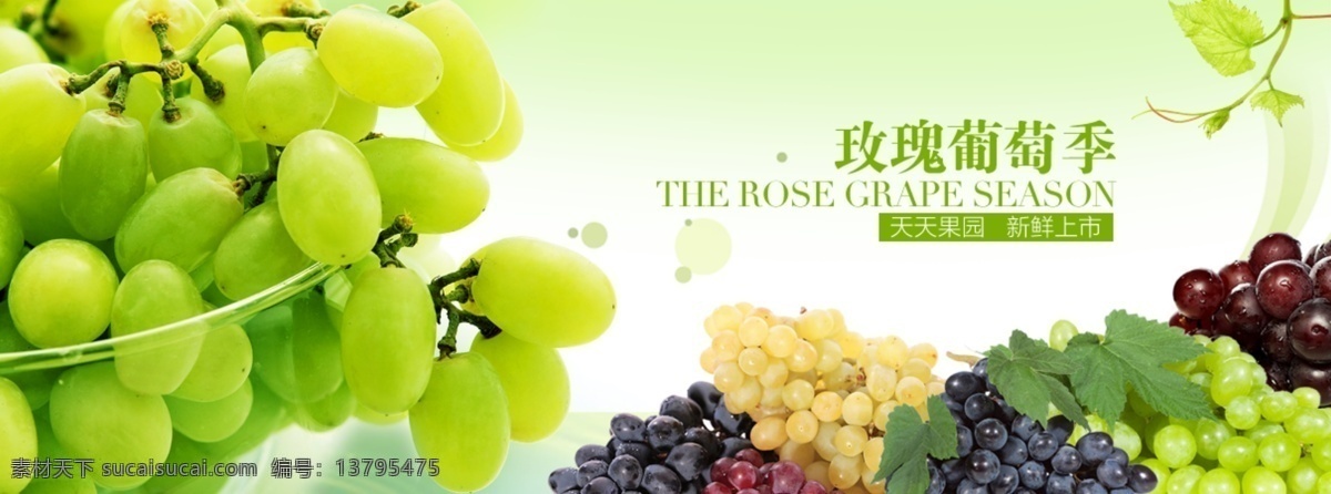 葡萄季 玫瑰葡萄 马奶提子 紫葡萄 水果 白色