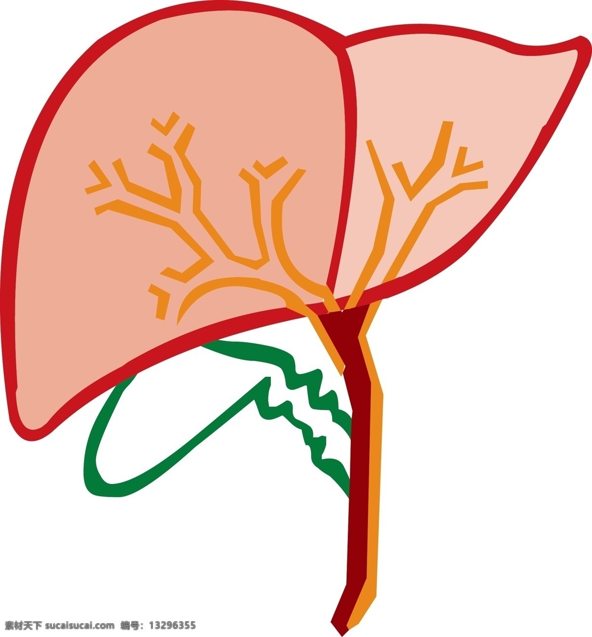 手绘 人体 器官 肝脏 线条 免 抠 简笔肝脏 肝脏结构 肝 器官结构 手绘器官 人体器官 矢量器官 器官图 五脏六腑 脏器 卡通器官