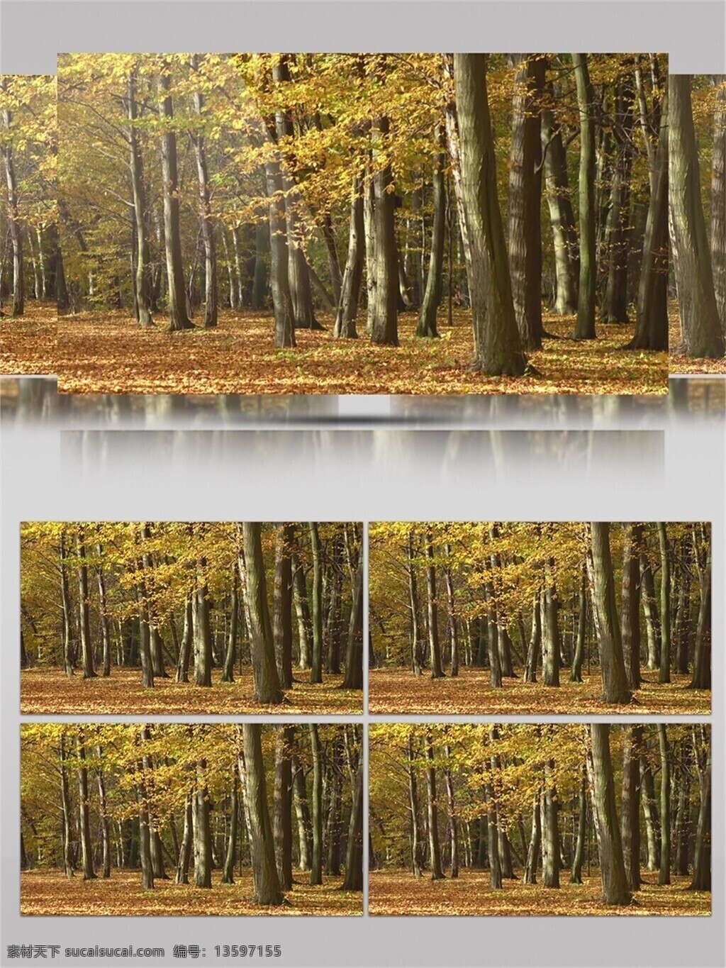 金黄色 秋天 景色 视频 音效 视频素材 植物 树木 树叶 草地 视频音效 季节 落叶 自然 美景