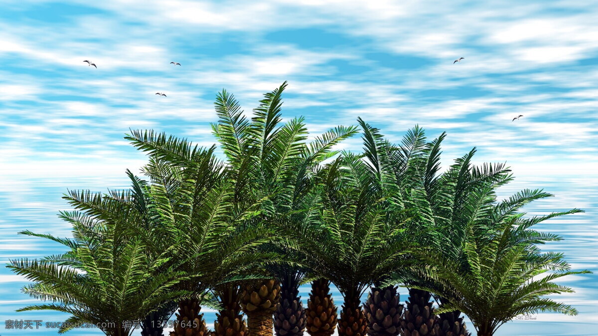 热带 棕榈树 高清 棕树 榈树 热带植物 绿树