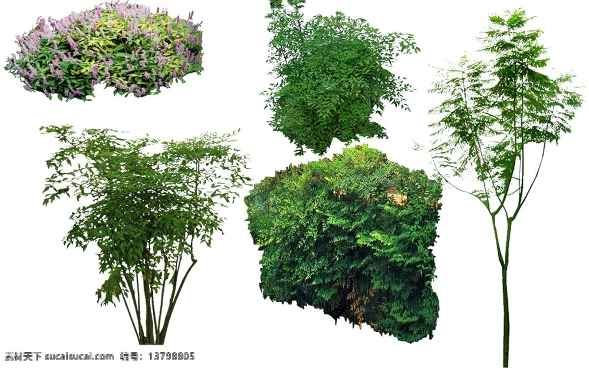 园林景观 模板下载 木香薷 南天竹 南洋楹 园林绿化 植物 树木 园林灌木植物 乔木 灌木 园林景观树 绿化环保 园林素材 花草树木
