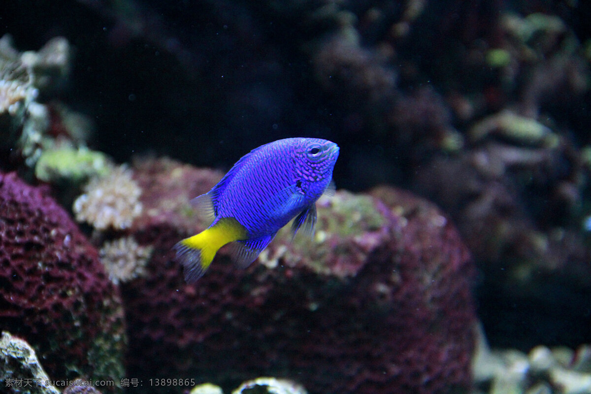 小 鱼儿 海底 海洋馆 可爱 蓝色 生物世界 小鱼 夜光 小鱼儿 鱼类
