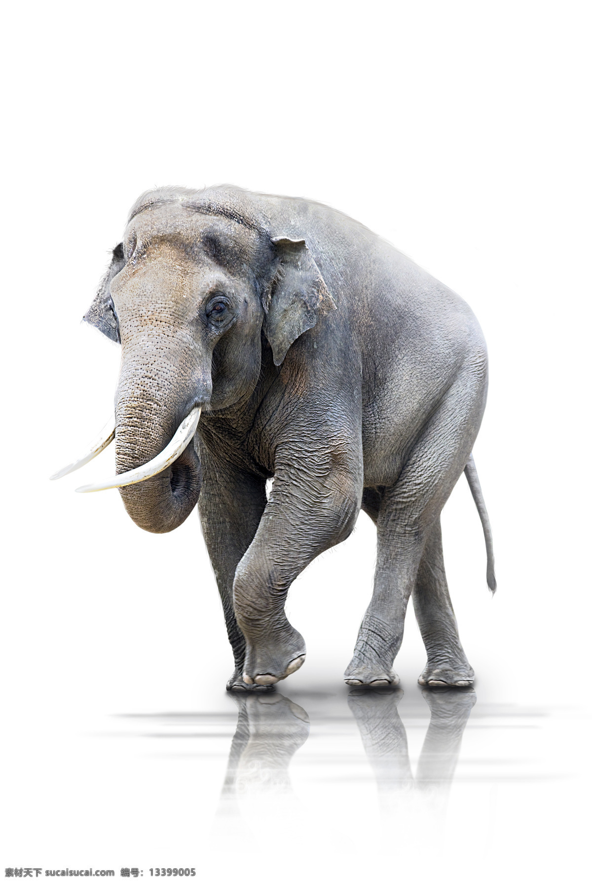 大象 亚洲象 象牙 野生动物 非洲 生物世界