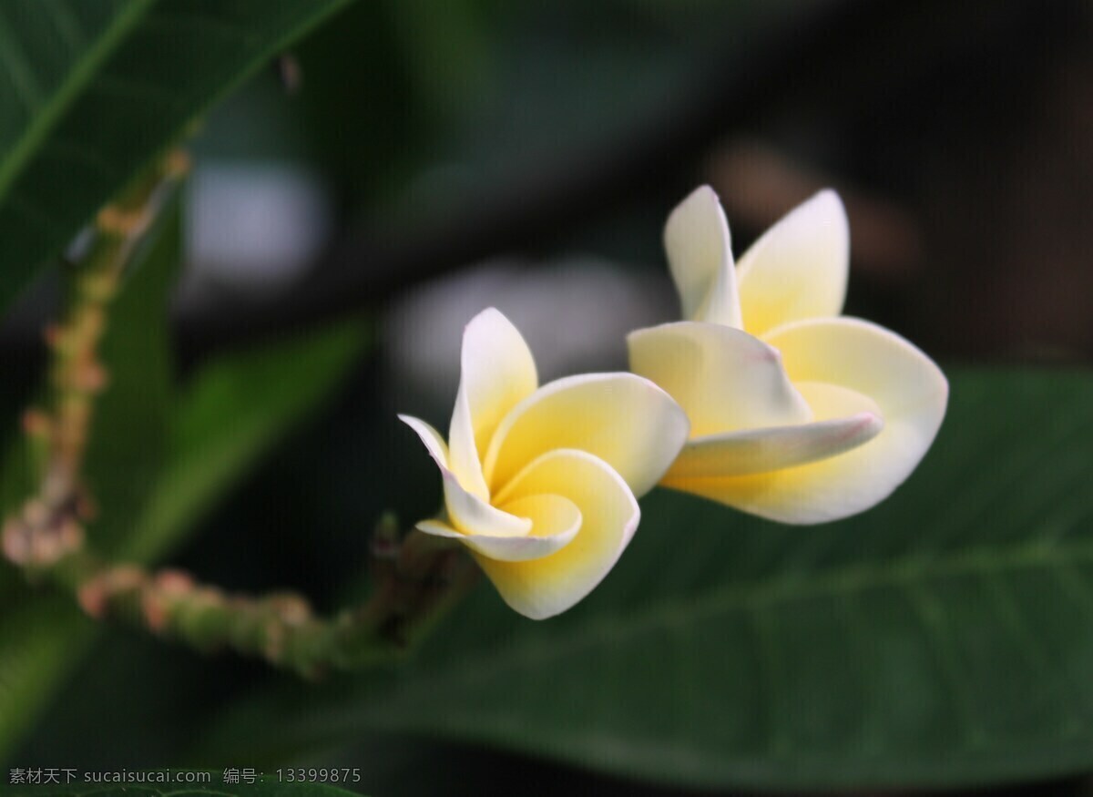 唯美鸡蛋花 唯美 花 植物 自然 鸡蛋花 生物世界 花草