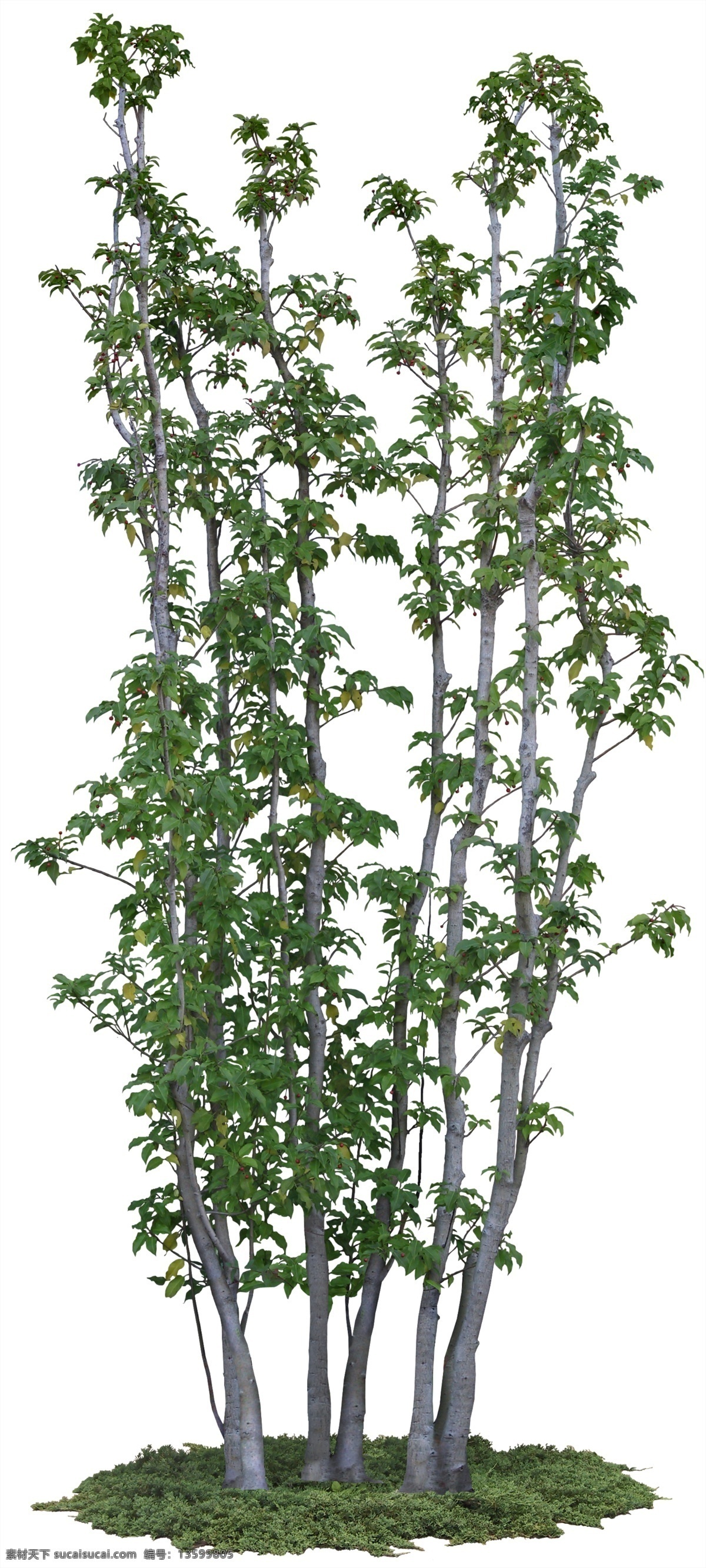 冬青 psd素材 灌木 植物 绿化素材 植物素材 环境设计 景观设计