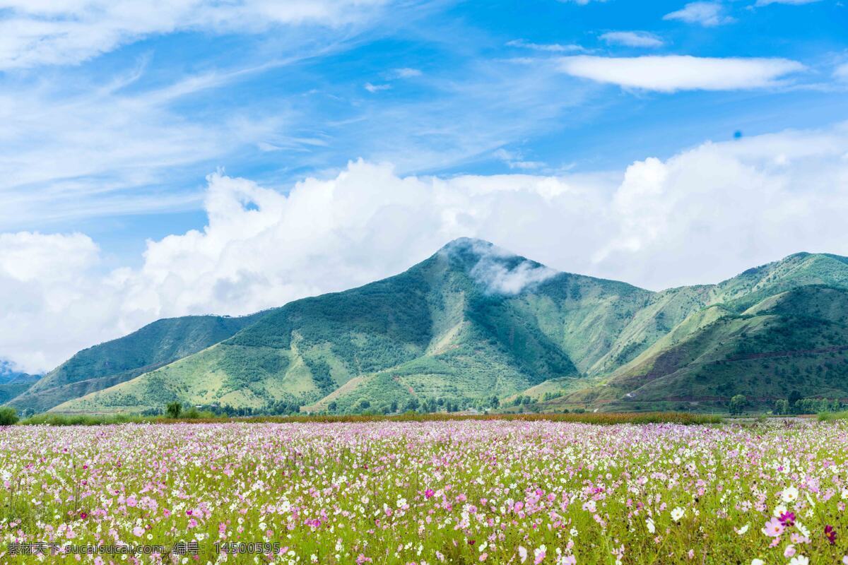 格桑花 鲜花 花卉 花语 花艺 花瓣 生物世界 花草