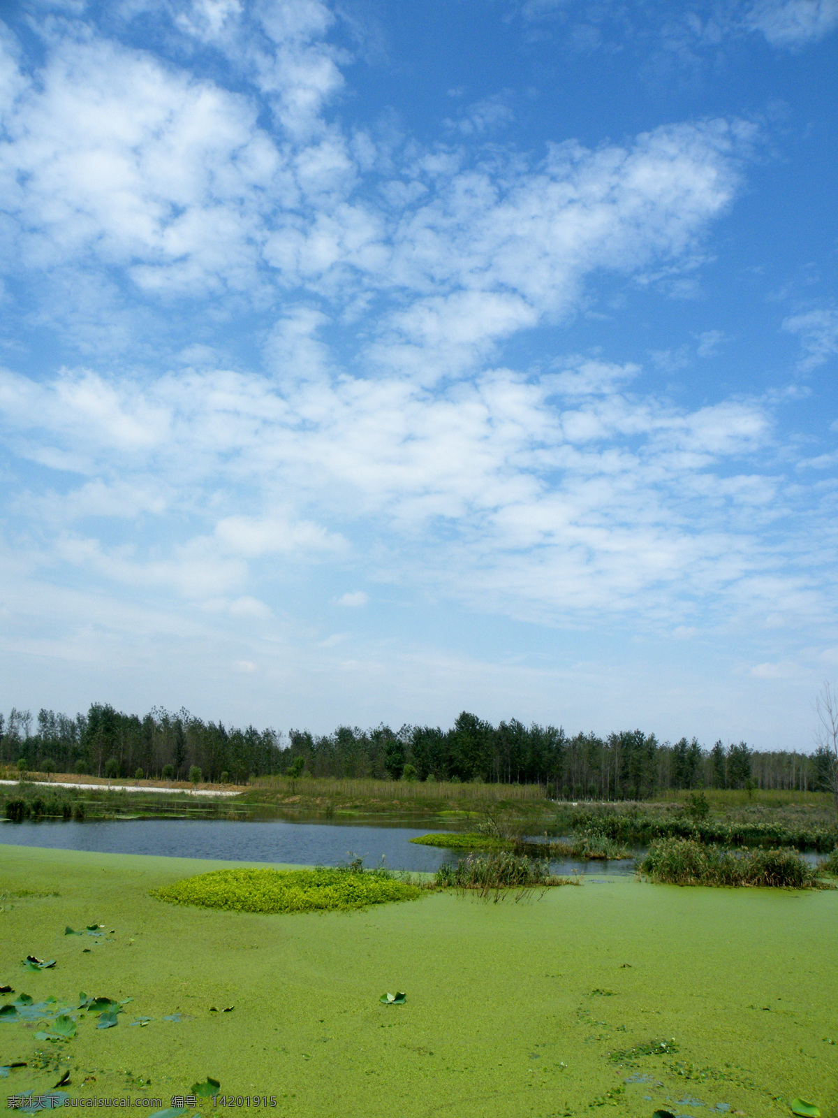 人工湿地 临沂 黄山 人工 湿地 自然风景 自然景观