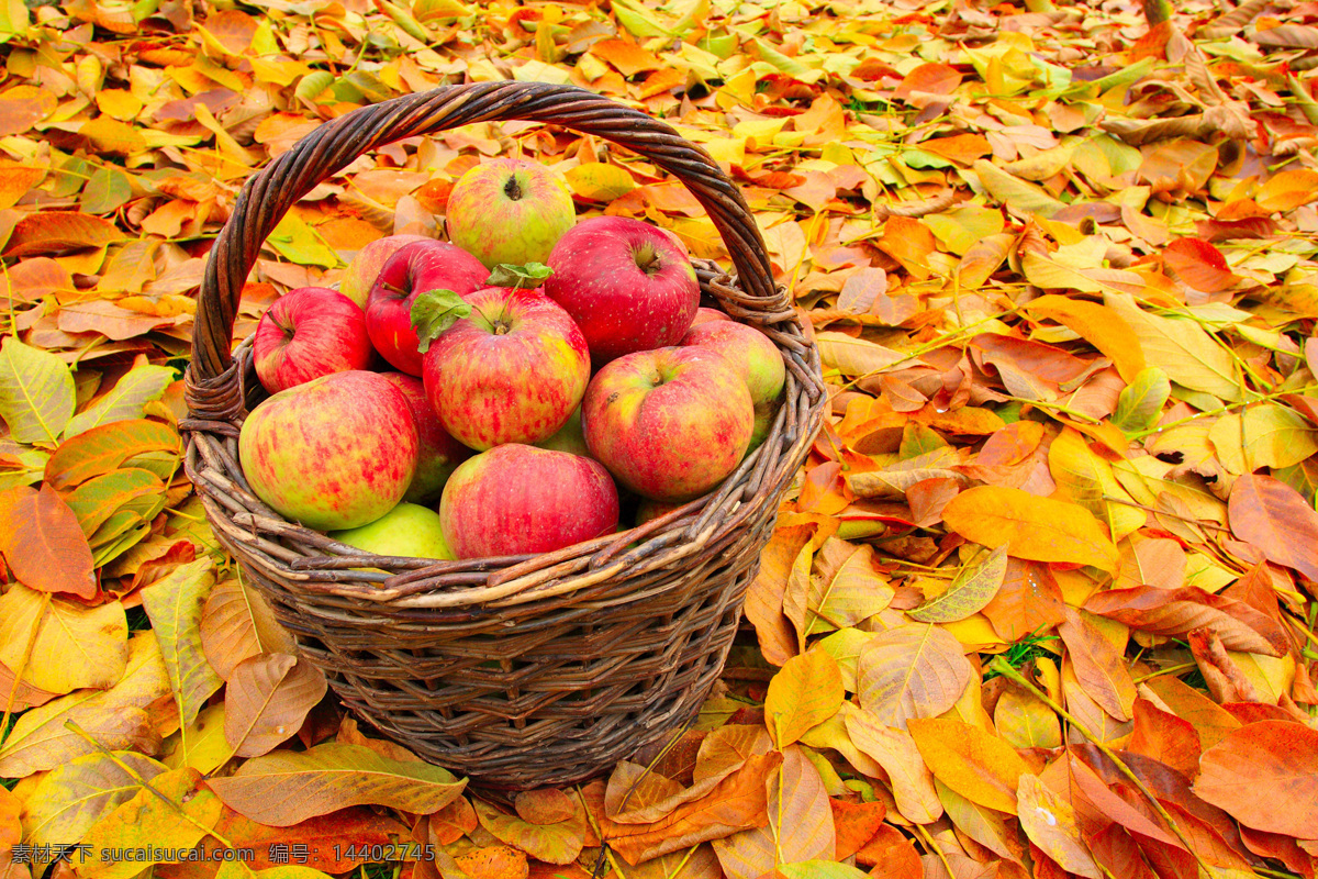 秋天 落叶 篮子 红苹果 秋天叶子 苹果 新鲜水果 美味水果 有机水果 水果蔬菜 水果摄影 苹果图片 餐饮美食