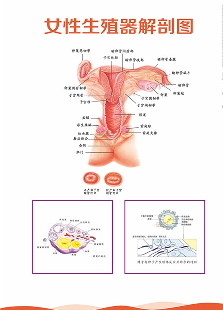 女性 生殖器 解剖 子宫 尿道 阴道 展板 女性生殖 器官解剖 女性器官 卵巢 子宫颈